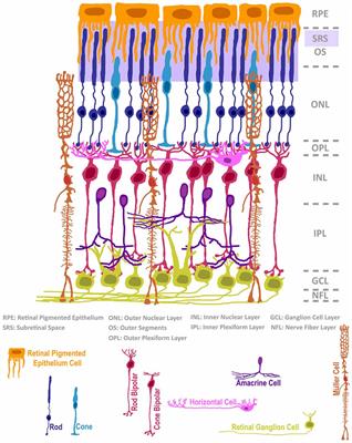 Material Exchange in Photoreceptor Transplantation: Updating Our Understanding of Donor/Host Communication and the Future of Cell Engraftment Science